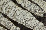 Polished Mesoproterozoic Stromatolite - Siberia #180080-1